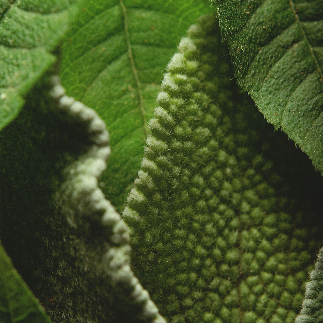 Lemon Verbena & Sage Soap 125g