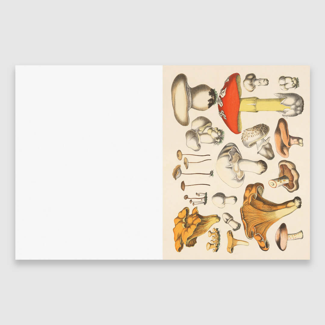 Cut-Out Curiosities: Botanica